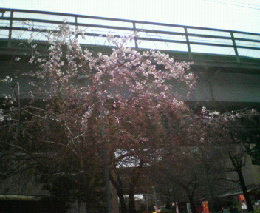 sakura