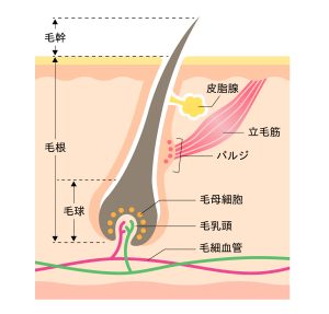 毛の構造