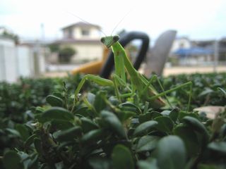 蟷螂