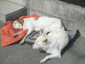 【小屋】ω`)ネムー