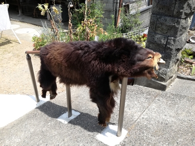 熊皮 | 風の吹くままに