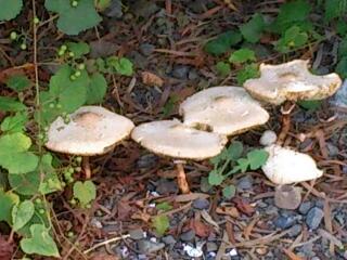 rps20131028_235936.jpg