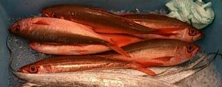 rps20140324_000408.jpg