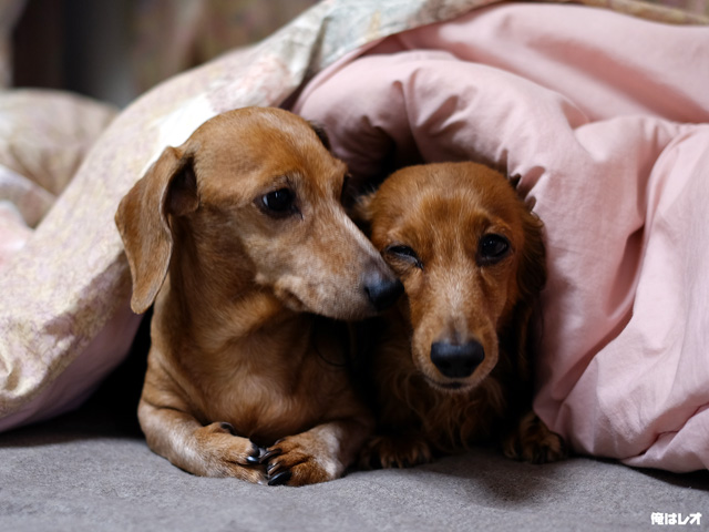 5時に夢中 面白avタイトルの世界 ミニチュアダックス スムース ロング兄弟の写真ブログ 犬研撮影日記