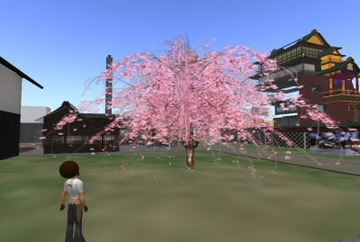 大桜