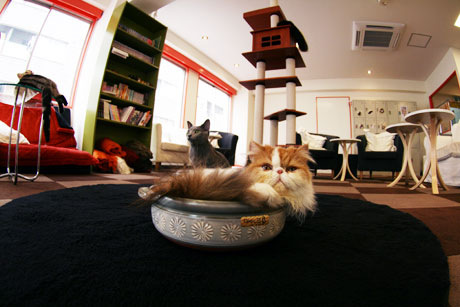 cat cafe calico キャット カフェ きゃりこ 猫カフェ 猫喫茶 ねこ