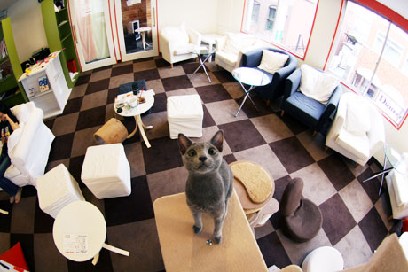 cat cafe calico キャット カフェ きゃりこ 猫カフェ 猫喫茶 ネコ