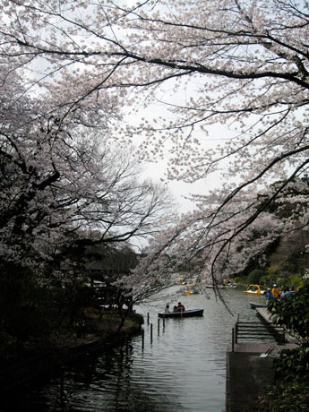 善福寺公園 桜満開 お花見