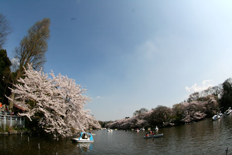 井の頭公園 桜 お花見 2009