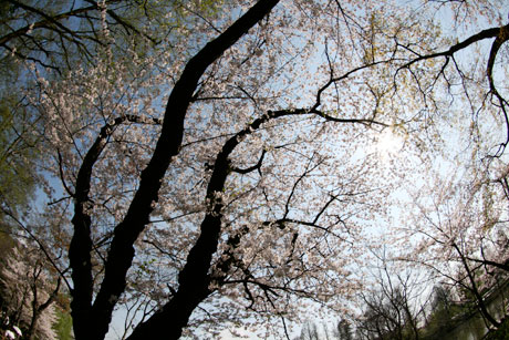 井の頭恩賜公園 桜 お花見 2009