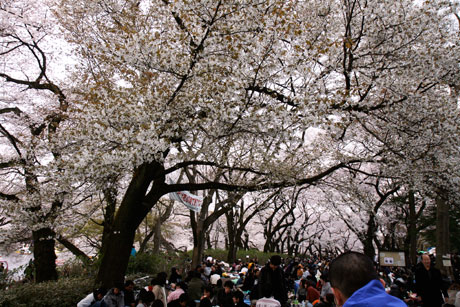 吉祥寺 花見 in 井の頭公園(井の頭恩賜公園)2010