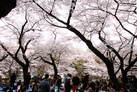 吉祥寺 桜 井の頭公園(井の頭恩賜公園)2010