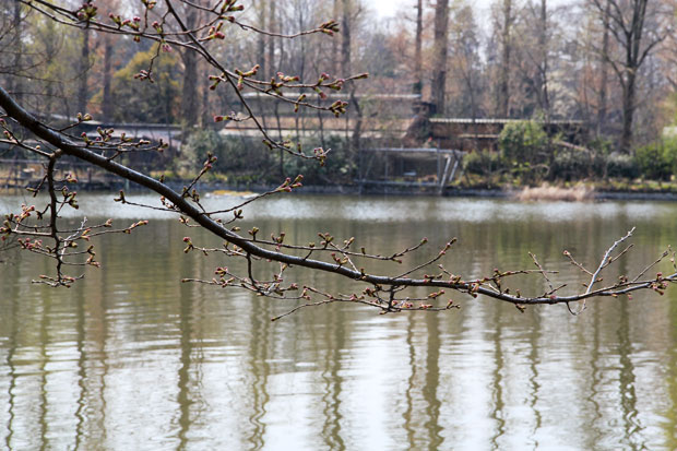 井の頭公園