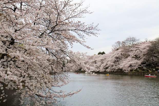 井の頭公園 桜情報