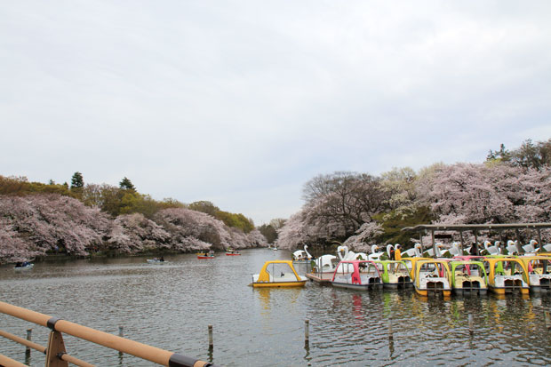 井の頭公園 桜情報