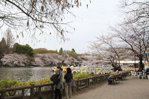 井の頭公園 桜情報