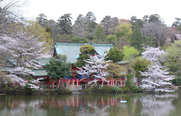 井の頭公園 桜情報