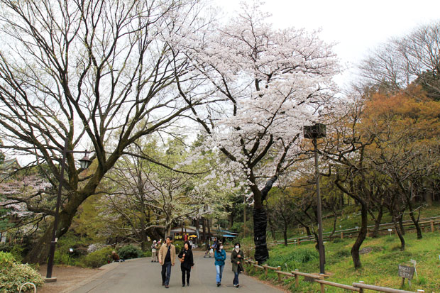 井の頭公園 桜情報