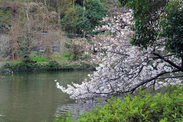 井の頭公園 桜情報