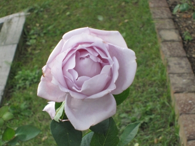 青薔薇