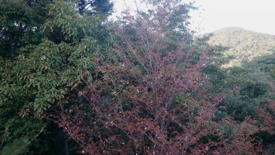 くるのが遅かった山桜