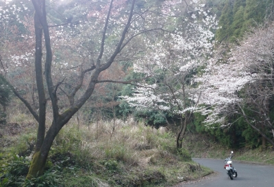 帰り道の桜