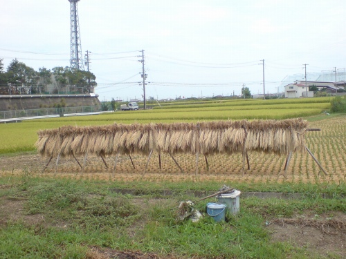 わら干し