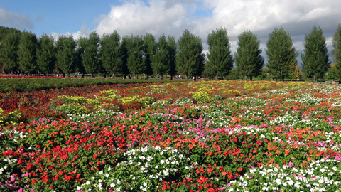 farm_tomita1