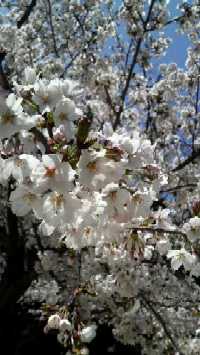桜