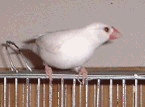 ¥Ô¡¼