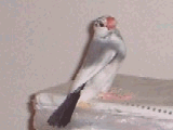 ºù½õ
