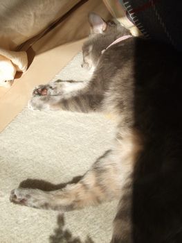 陽だまり猫2014秋_05