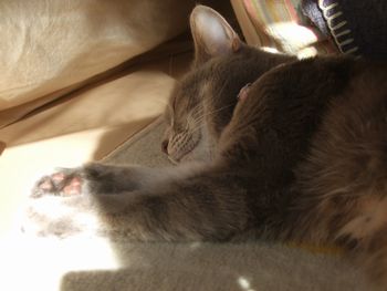 陽だまり猫2014秋_06