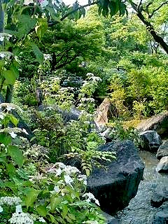 檜町公園 あじさい
