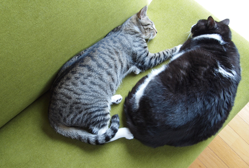眠り猫01