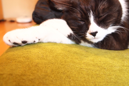 眠り猫3