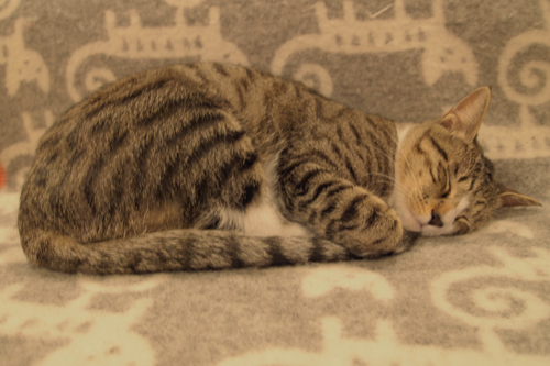 眠り猫5