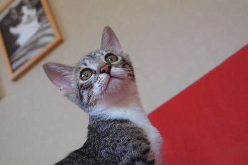 oichi01