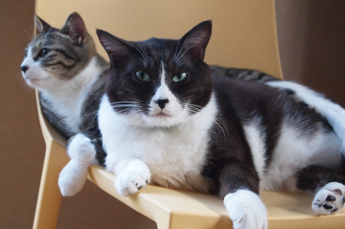 2cat