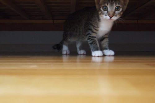 子猫01