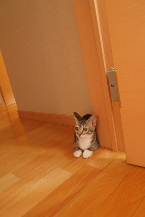 子猫02