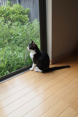 子猫03