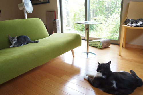 3cat2