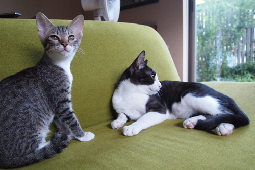 2cat guest