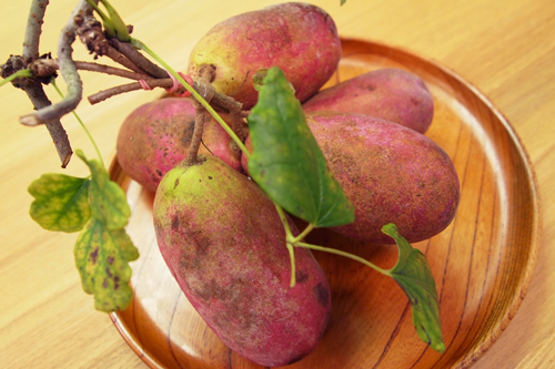 akebi