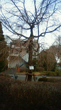 201103271638000.jpg