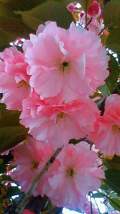 201204191342001.jpg