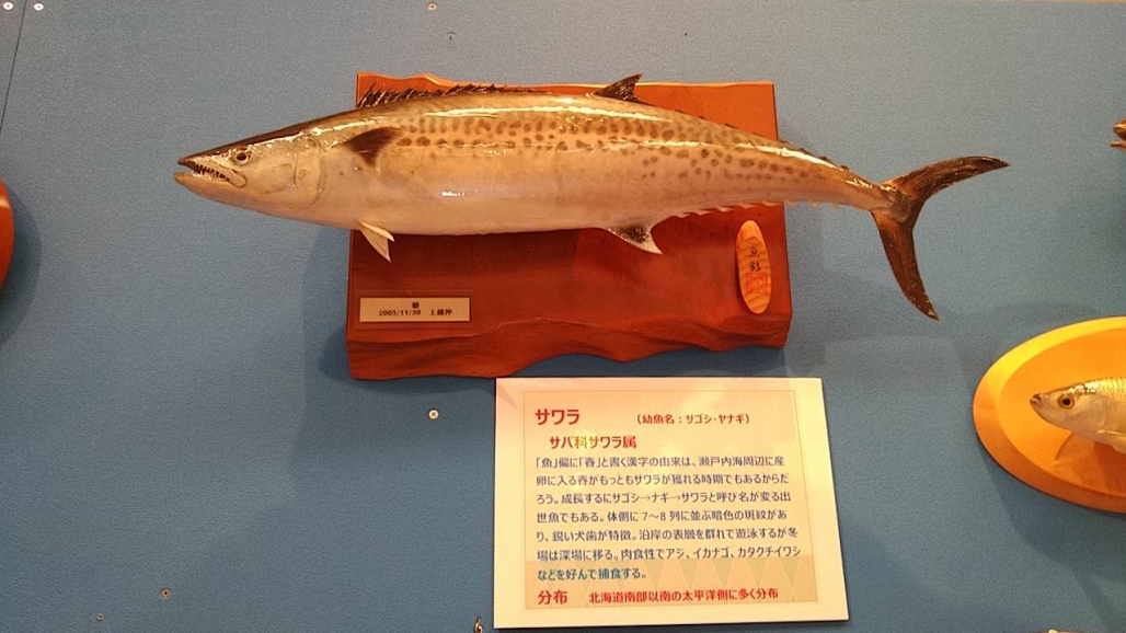 20220725_コーシャ_長野県安曇野市 魚魚展 10