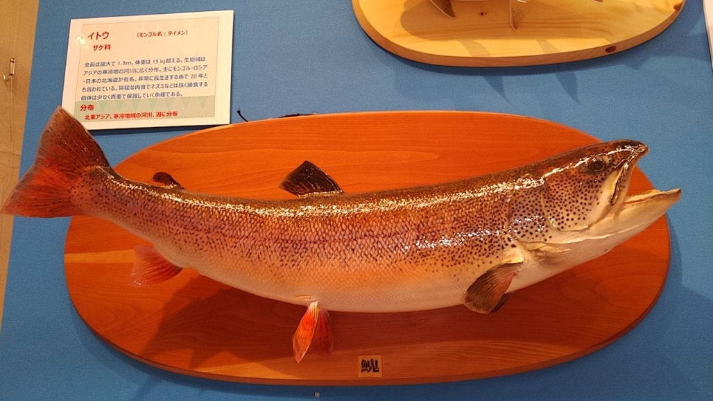 20220725_コーシャ_長野県安曇野市 魚魚展 11