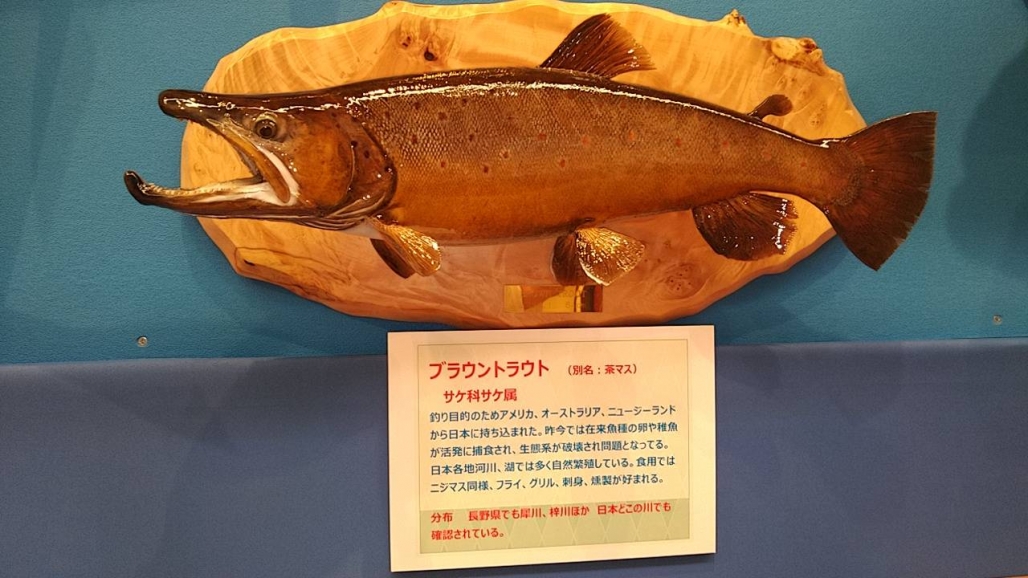 20220725_コーシャ_長野県安曇野市 魚魚展 12